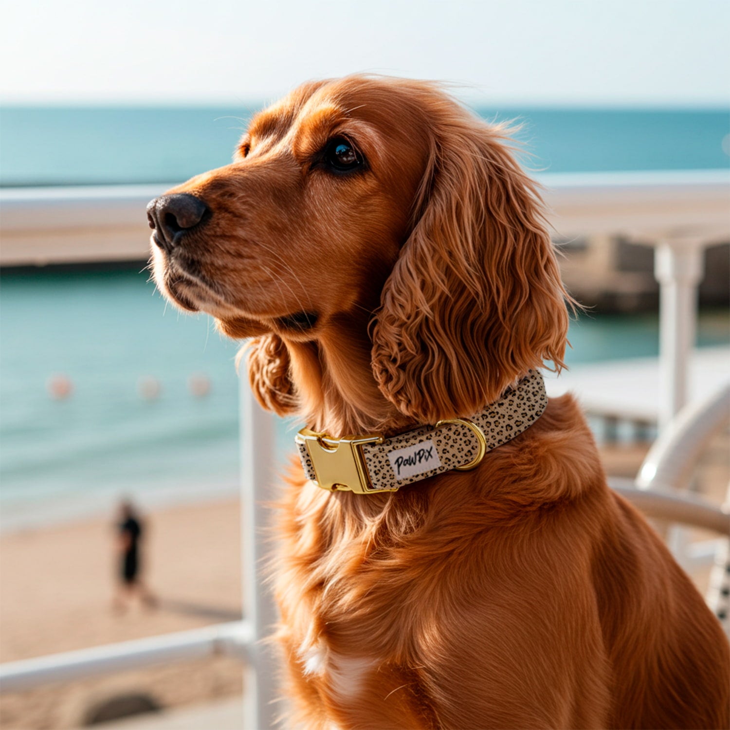Collier pour chien Leopaw porté par un cocker anglais au bord de la mer. Le collier est avec un motif léopard beige, et une boucle clips, ainsi qu'un anneau en D couleur or. 