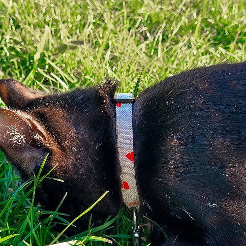 Collier pour chat My Valentine sur un petit chat noir dans l'herbe. Design beige avec des coeurs rouges 