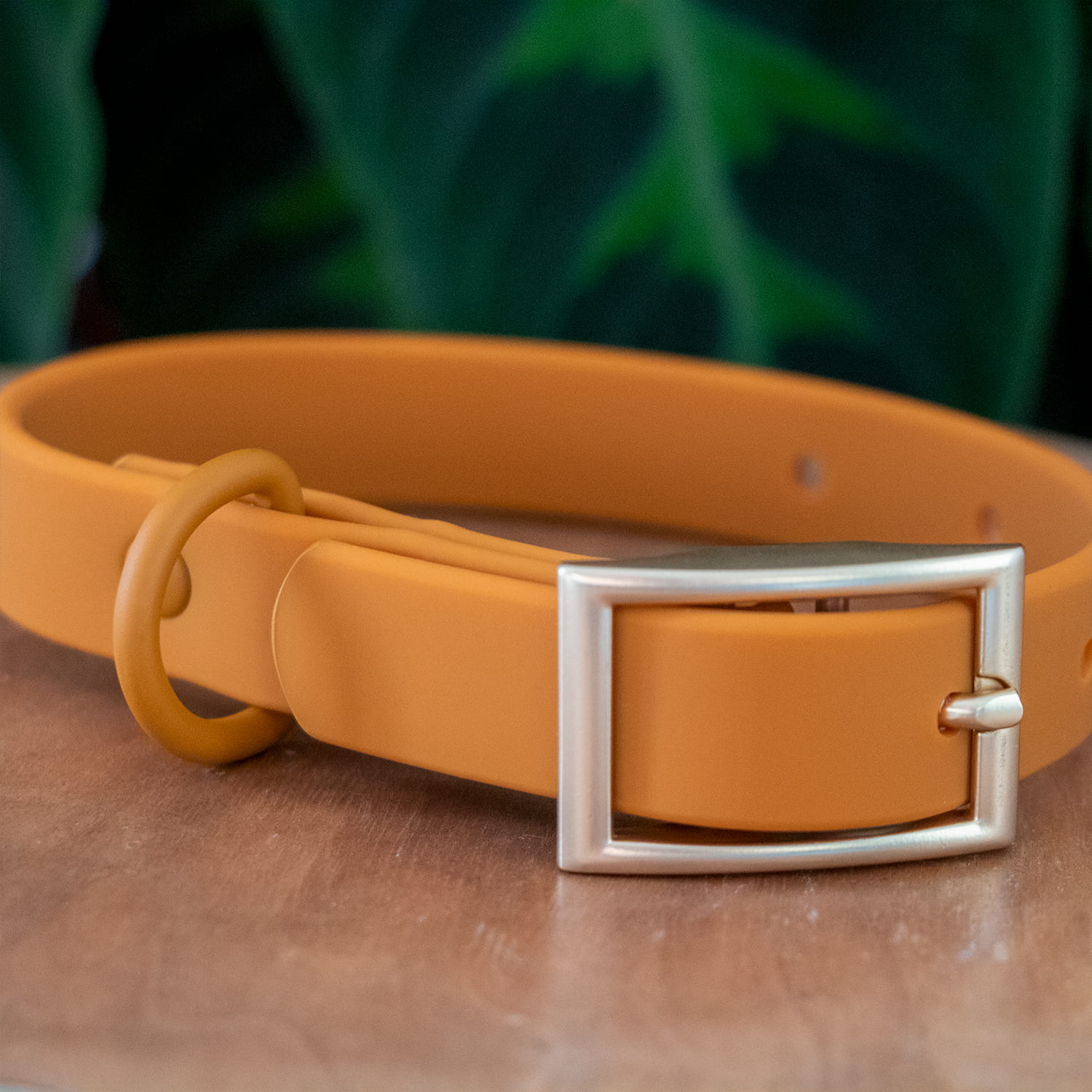 Gros plan sur le collier en biothane Pumpkin de Pawpix. Le collier est de couleur orange/marron avec une boucle couleur or mat. 