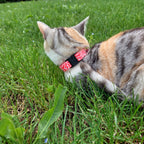 Collier pour chat Cherry de Pawpix porté par un petit chat écailles de tortue tigré. Le collier possède une boucle anti-étranglement en plastique ainsi qu'un anneau en D couleur argent. 
