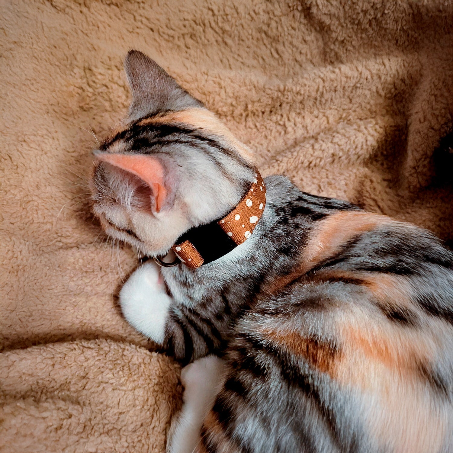 Collier pour chat Freckles porté par un petit chat écaille de tortue. Le collier possède un motif marron tacheté blanc et une boucle anti-étranglement