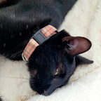Collier pour chat Scotty porté par un chat noir. Le collier a un motif tartan marron, orange et une boucle anti-étranglement
