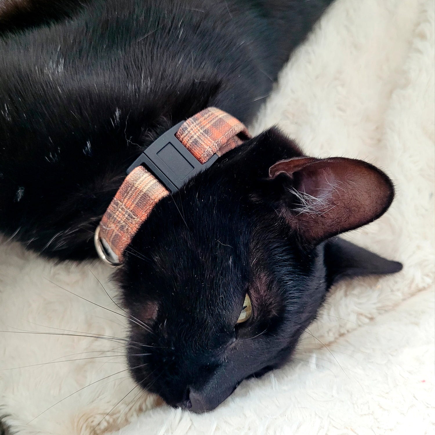 Collier pour chat Scotty porté par un chat noir. Le collier a un motif tartan marron, orange et une boucle anti-étranglement