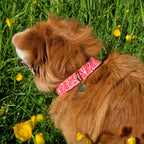 Vue rapprochée du collier pour chien Cherry de Pawpix et son motif rouge et blanc wavy. Le collier est porté par un petit chien roux au poil long. 