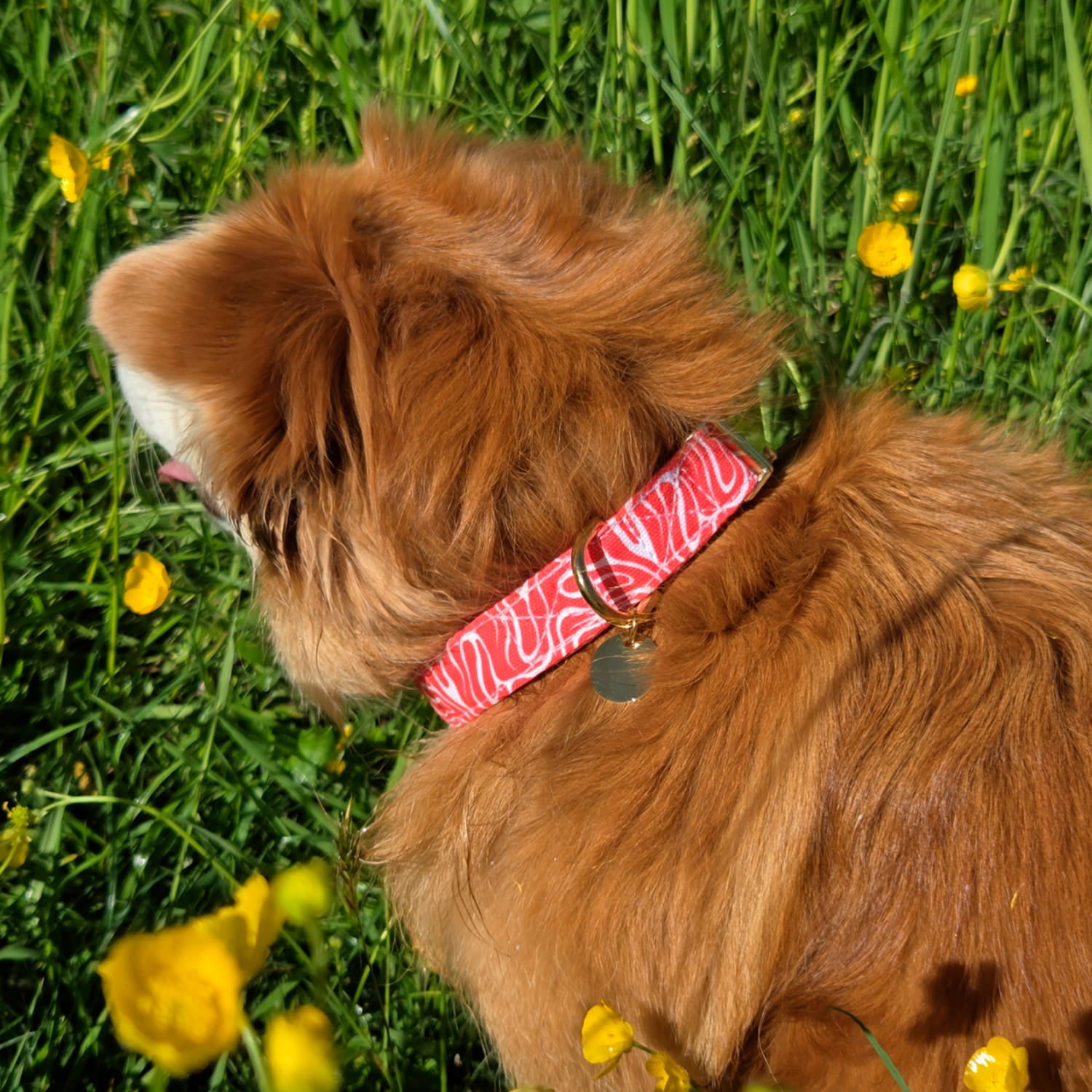 Vue rapprochée du collier pour chien Cherry de Pawpix et son motif rouge et blanc wavy. Le collier est porté par un petit chien roux au poil long. 