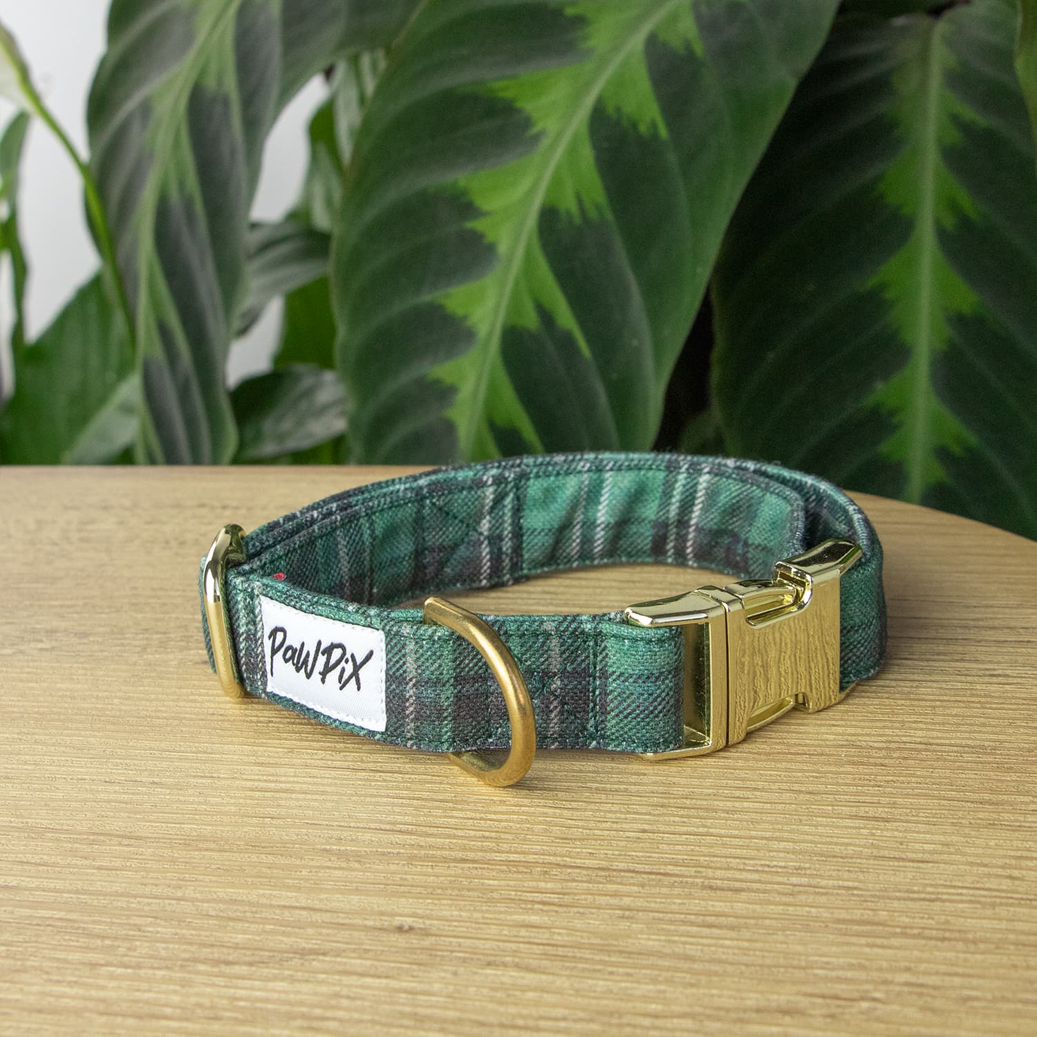 Collier pour chien Nessie de Pawpix au motif rayé tartan écossais vert et sa bouclerie couleur or claire.