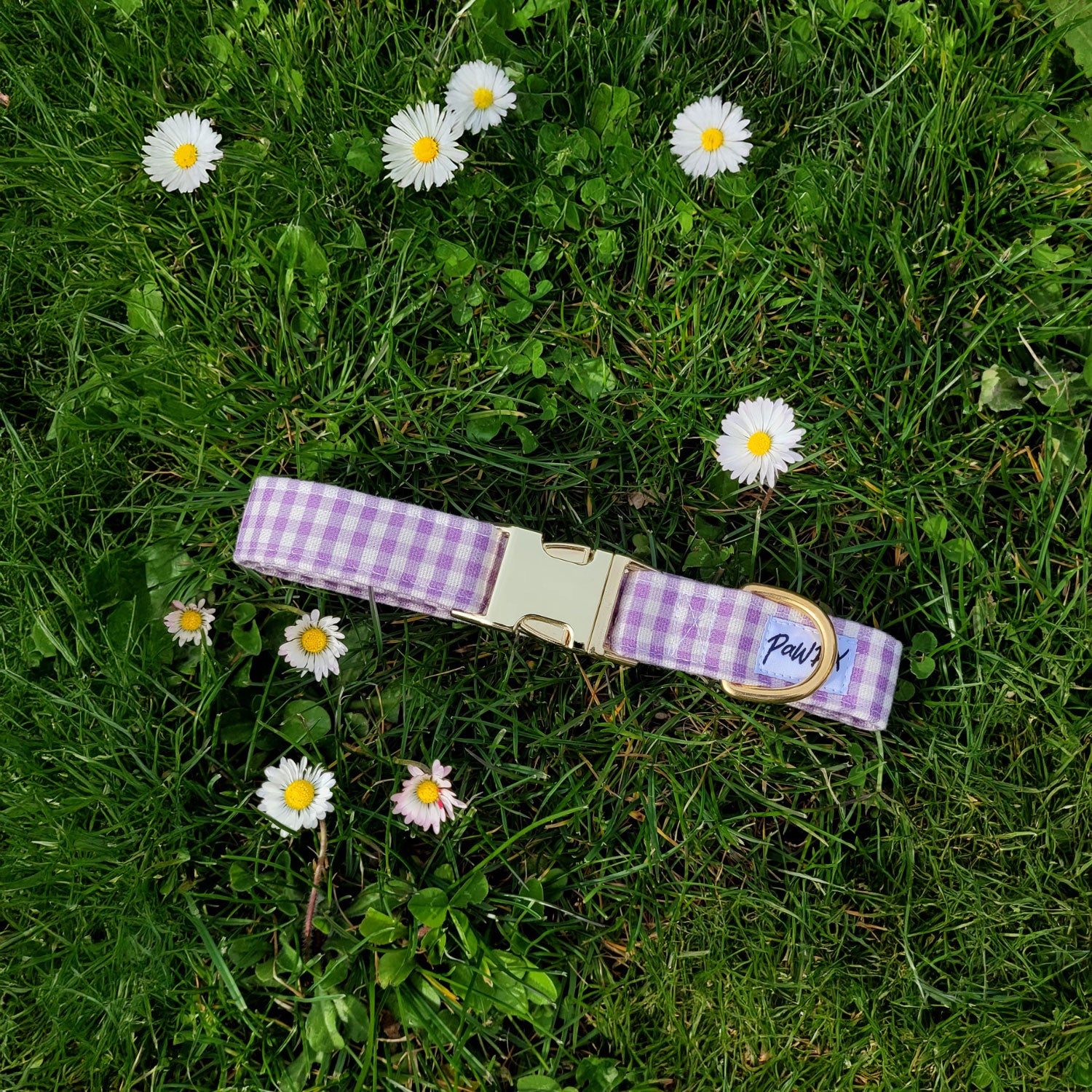 Collier Cigalou pour chien posé dans l'herbe et entouré de petites marguerites. Le collier est Motif vichy violet clair