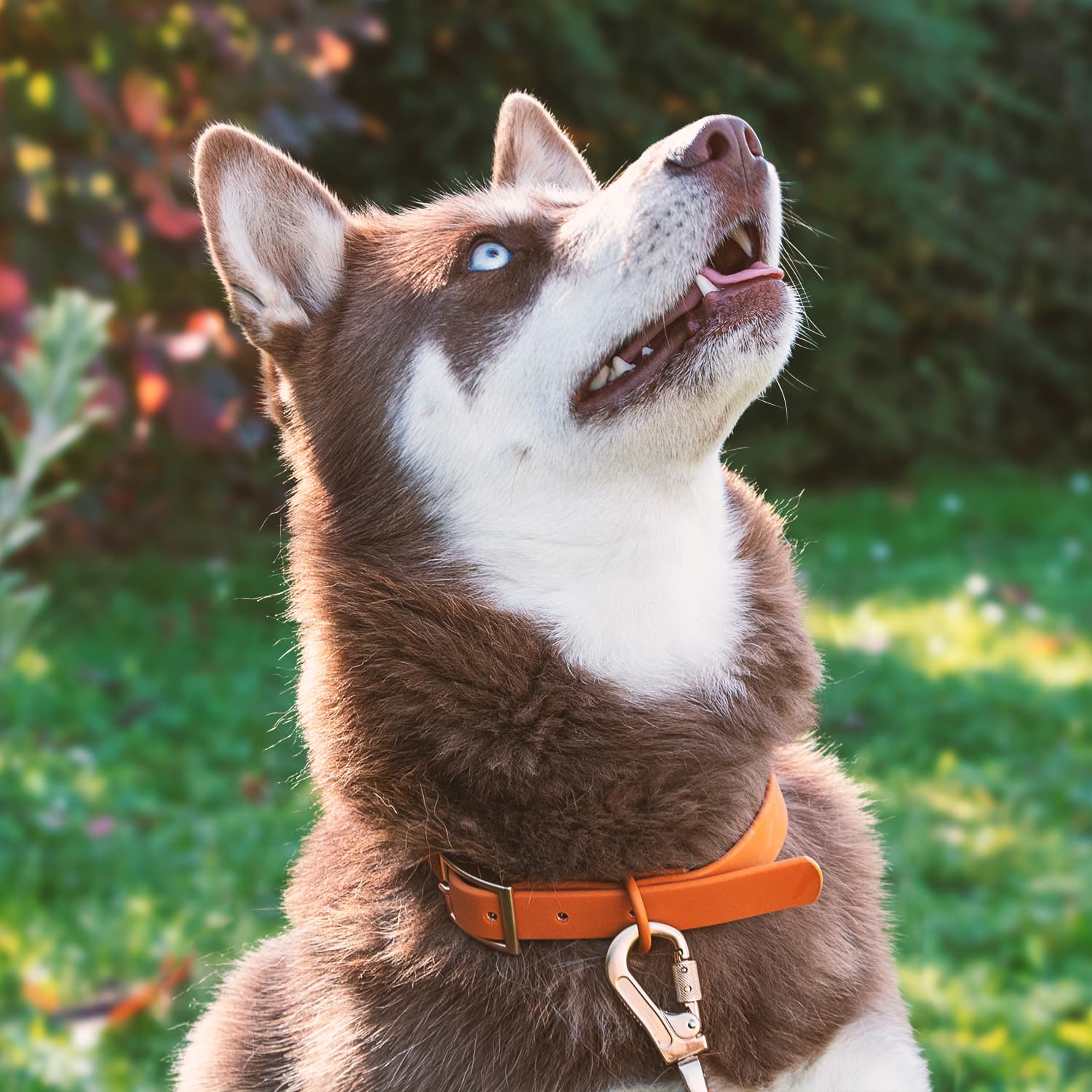 Collier en biothane Pumpkin sur un pomsky. 