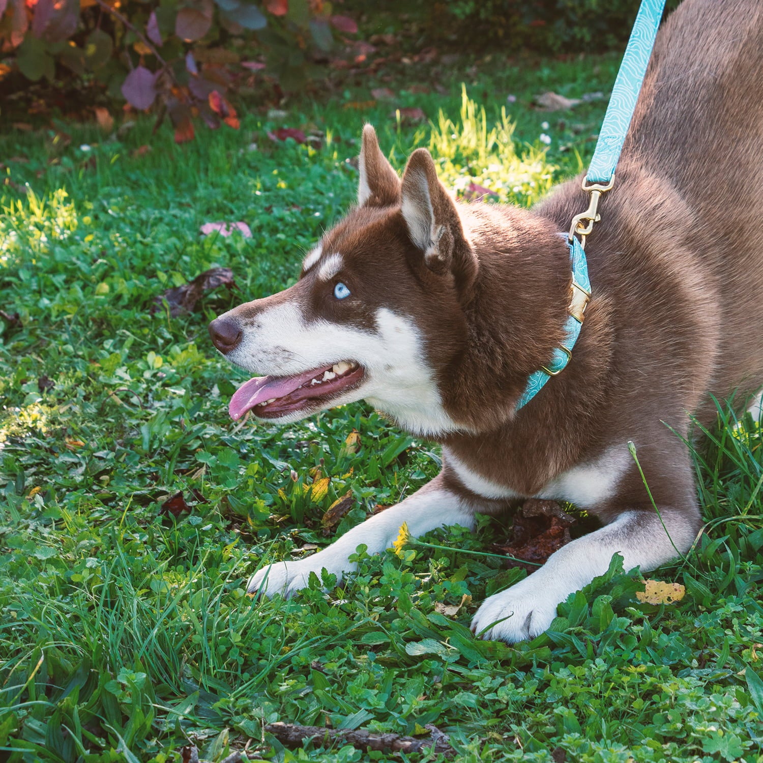 Collier pour chien Topo taille moyen sur un pomsky. Le motif Topo reprend le design abstrait des cartes de montagnes, avec des lignes blanches sur un fond vert