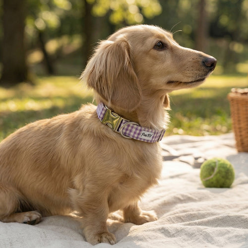 Teckel à poil long portant le collier pour chien Cigalou et son motif vichy violet et blanc dans une ambiance pique-nique