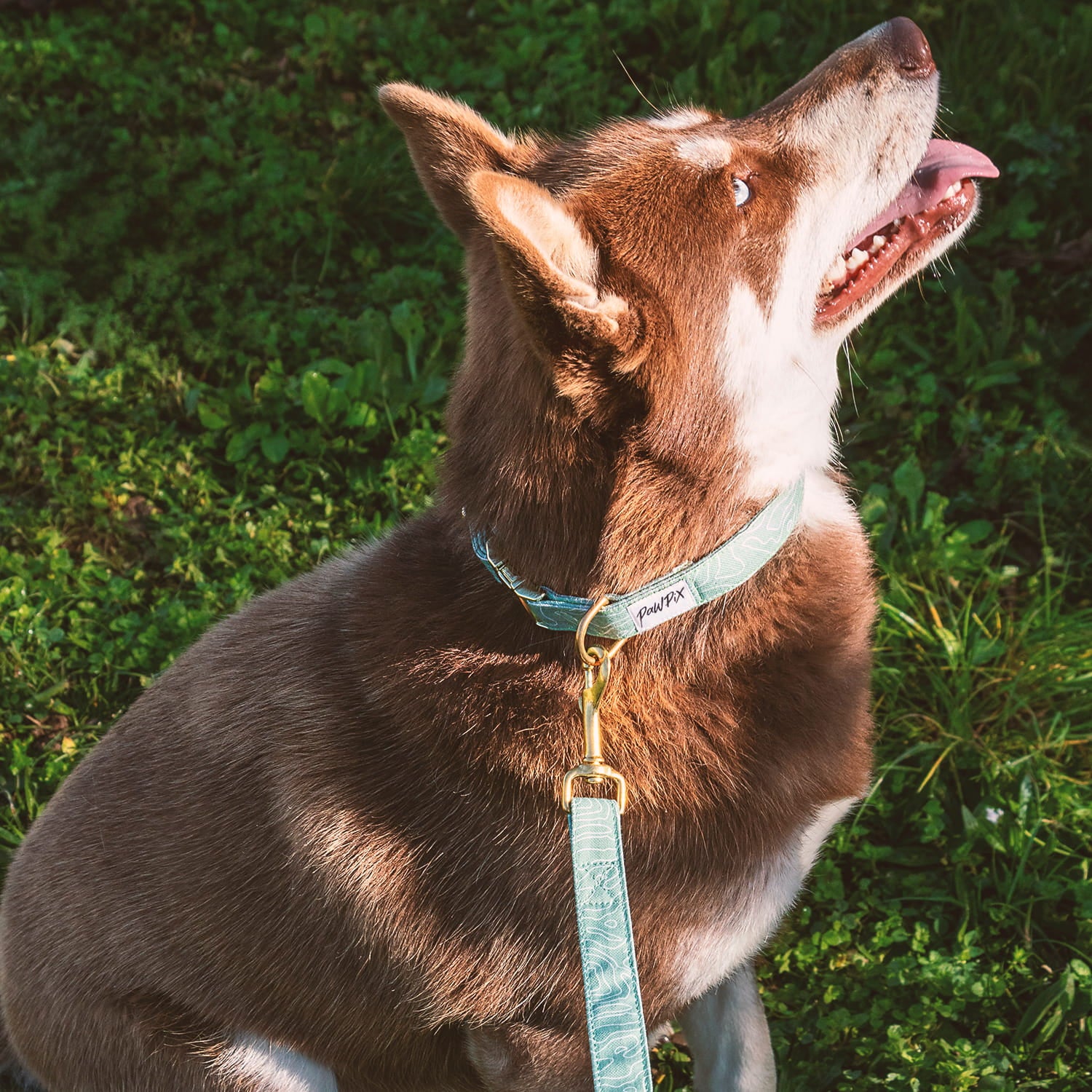Collier et laisse au motif Topo sur un chien Pomsky. Le motif Topo reprend le design géométrique des cartes de montagnes, avec des lignes blanches sur un fond vert