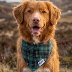 Plan serré sur un golden de nouvelle écosse portant le bandana pour chien Nessie et son motif tartan vert et noir