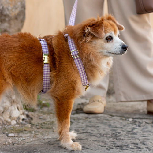 Gros plan sur le harnais Cigalou porté par un petit chien roux dans une ambiance village au printemps