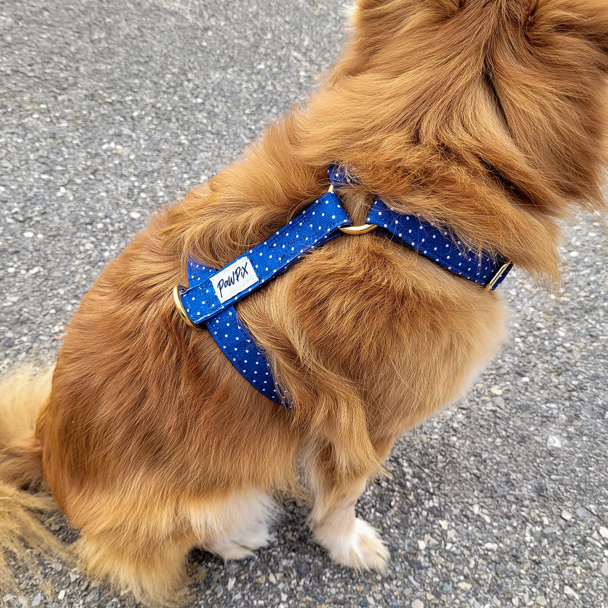 Harnais pour chien Polaris porté par un petit chien roux. Le harnais est bleu marine avec des pois blanc