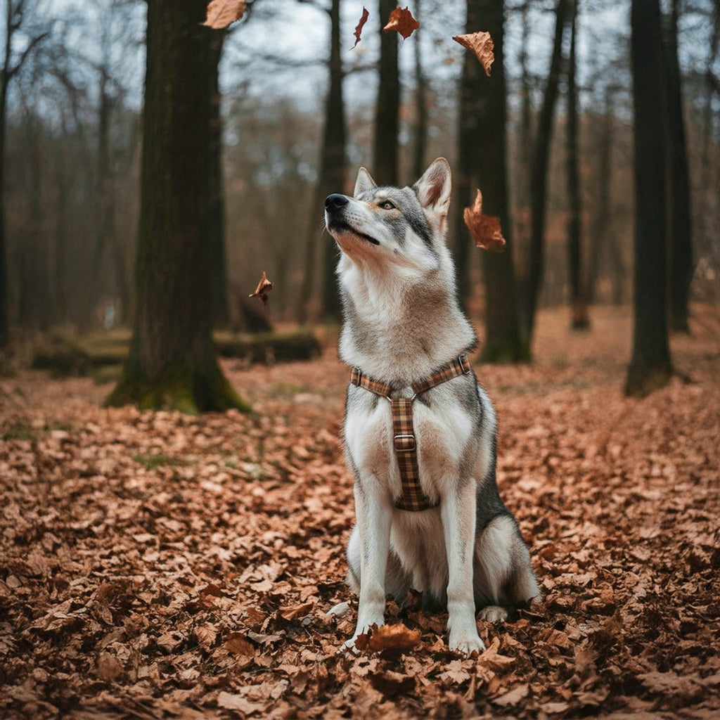 Chien loup portant le harnais en Y Scotty de Pawpix avec son motif tartan écossais marron/orange et ses boucles argentés
