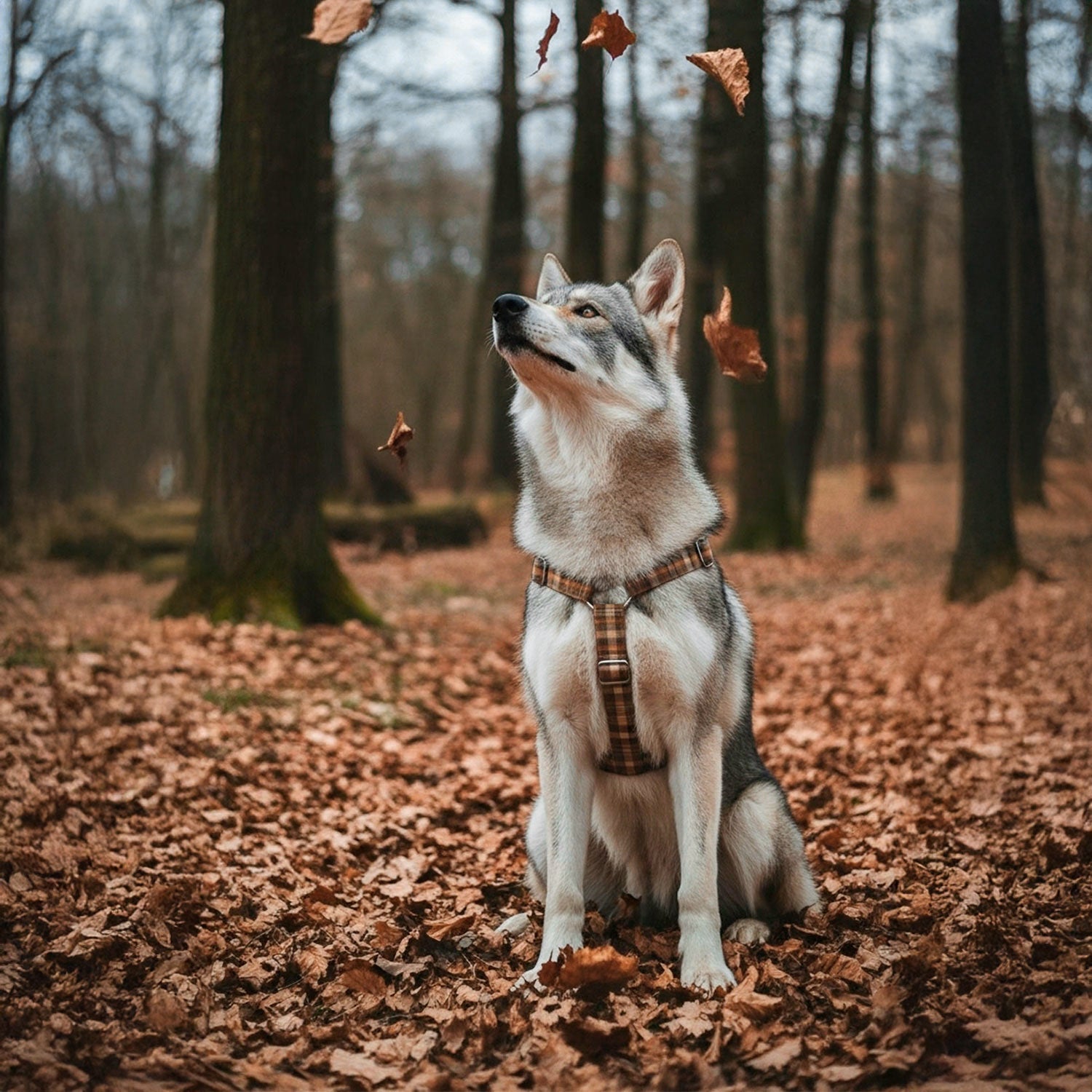 Chien loup portant le harnais en Y Scotty de Pawpix avec son motif tartan écossais marron/orange et ses boucles argentés