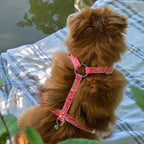 Harnais en Y Cherry de Pawpix porté par un petit chien roux aux poils longs. Motif rouge et blanc wavy. Le chien est assis sur une serviette au bord de l'eau.