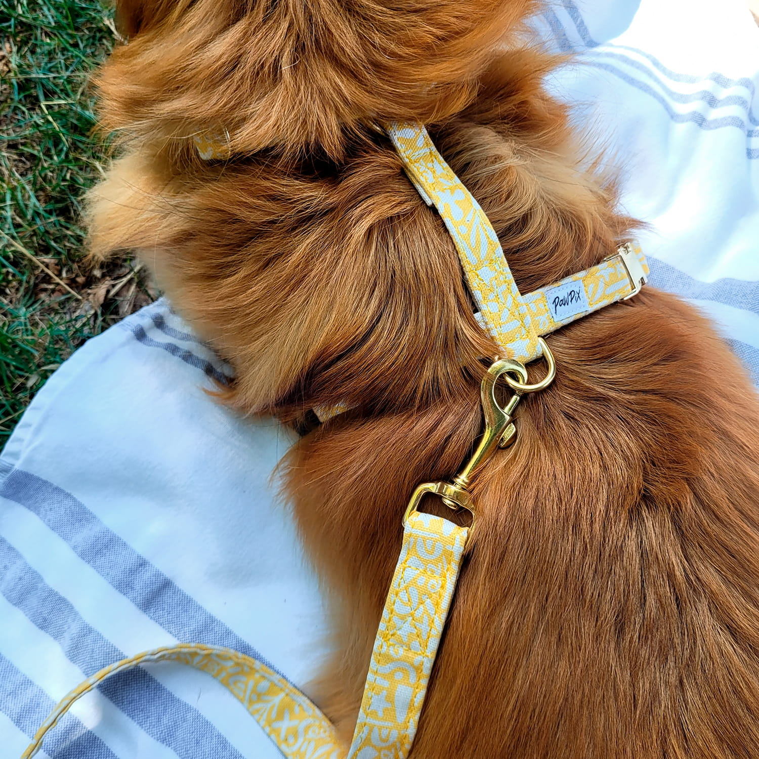 Harnais et laisse pour chien Seaside de Pawpix, avec son motif marin abstrait blanc sur un fond jaune. Les boucles du harnais et le mousqueton de la laisse sont couleur or. 