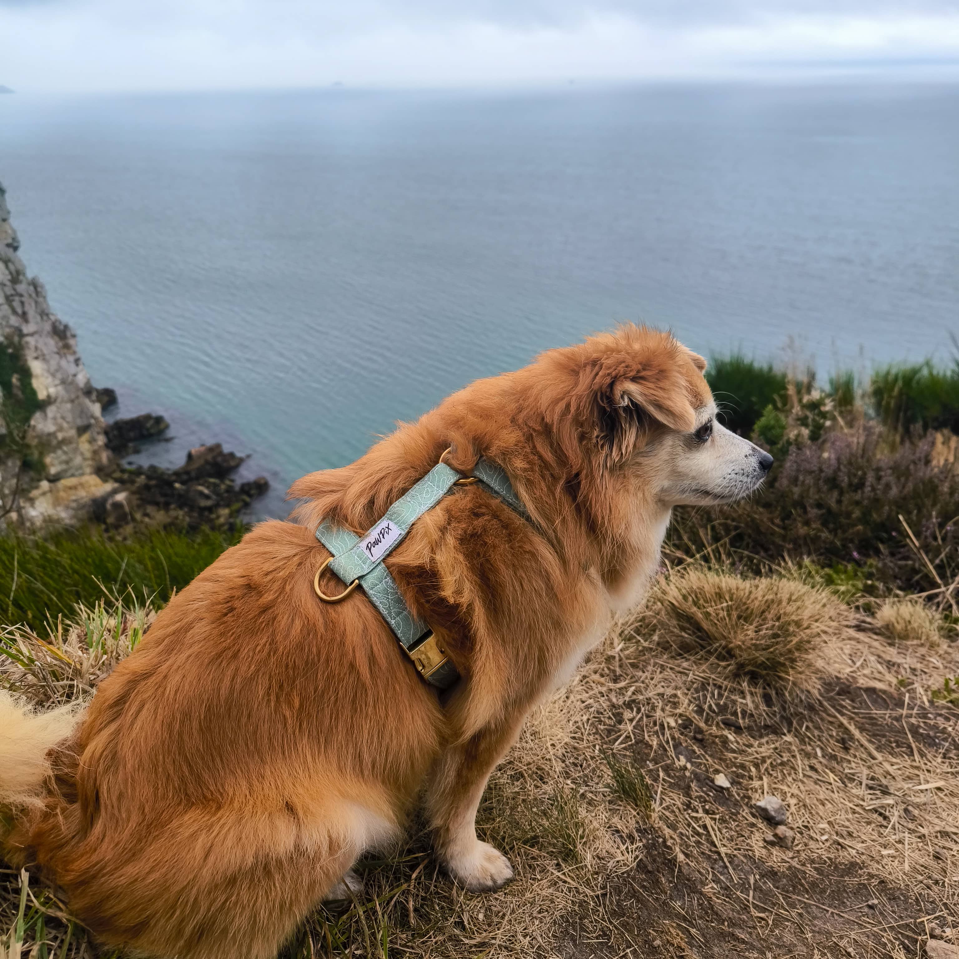 Harnais pour chien Topo au motif topographique blanc sur fond vert porté lors d'une randonnée en Bretagne