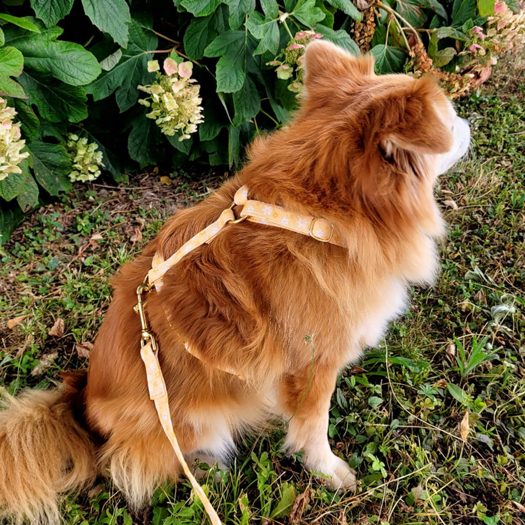 Harnais en H Peachy Daisies avec son motif fleurs blanches et jaunes sur fond couleur pêche. 
Le petit chien qui porte ce harnais est assis dans l'herbe devant un gros buisson de fleurs. 