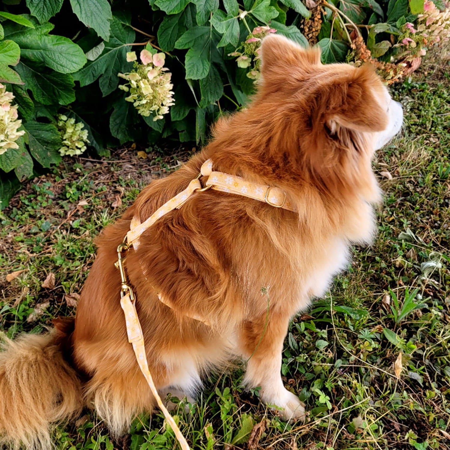 Harnais en H Peachy Daisies avec son motif fleurs blanches et jaunes sur fond couleur pêche. 
Le petit chien qui porte ce harnais est assis dans l'herbe devant un gros buisson de fleurs. 