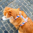 Harnais pawtriote porté par un petit chien dans la rue. Le motif du harnais reprend les rayures tricolore avec un rappel des couleurs de la France
