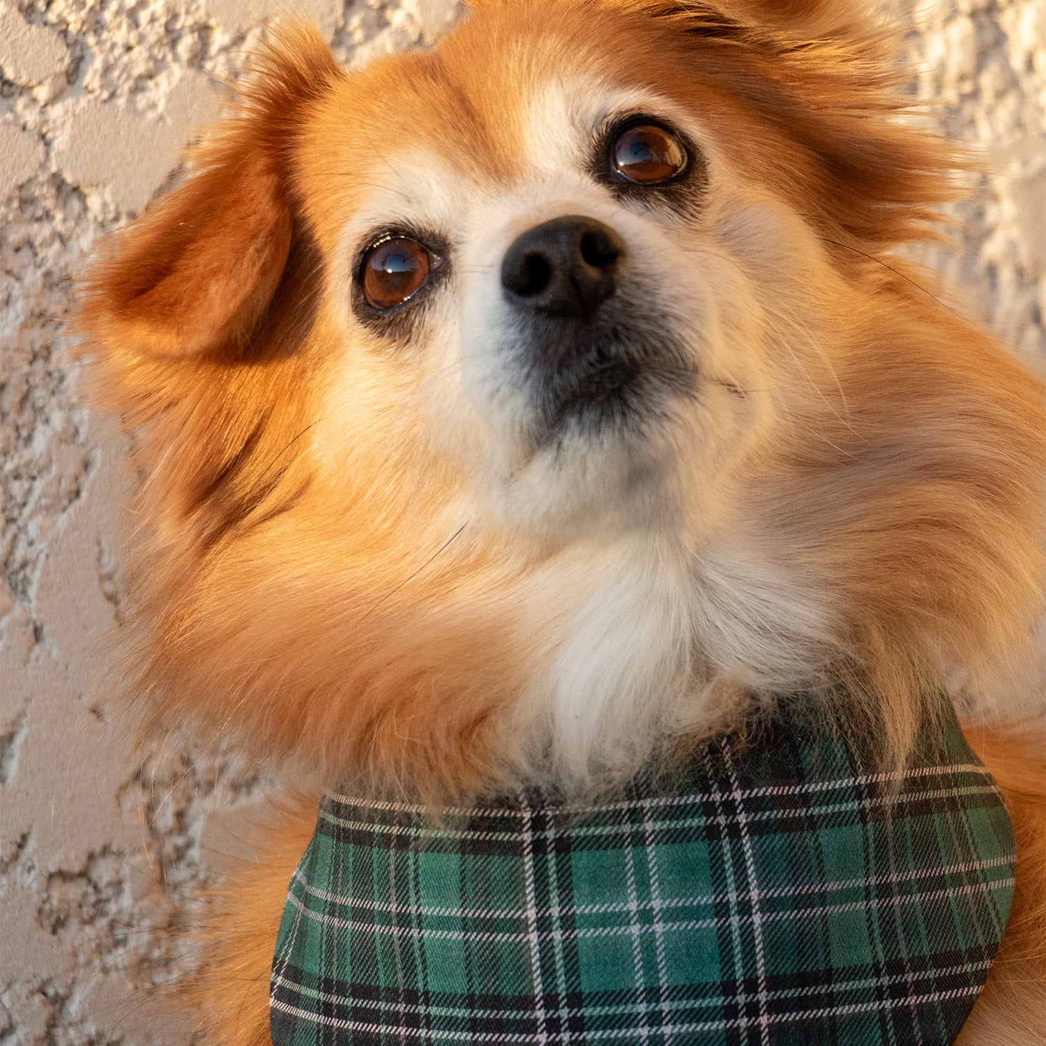 Bandana chien Nessie de PawPix. Vue de face sur chien. Motif tartan