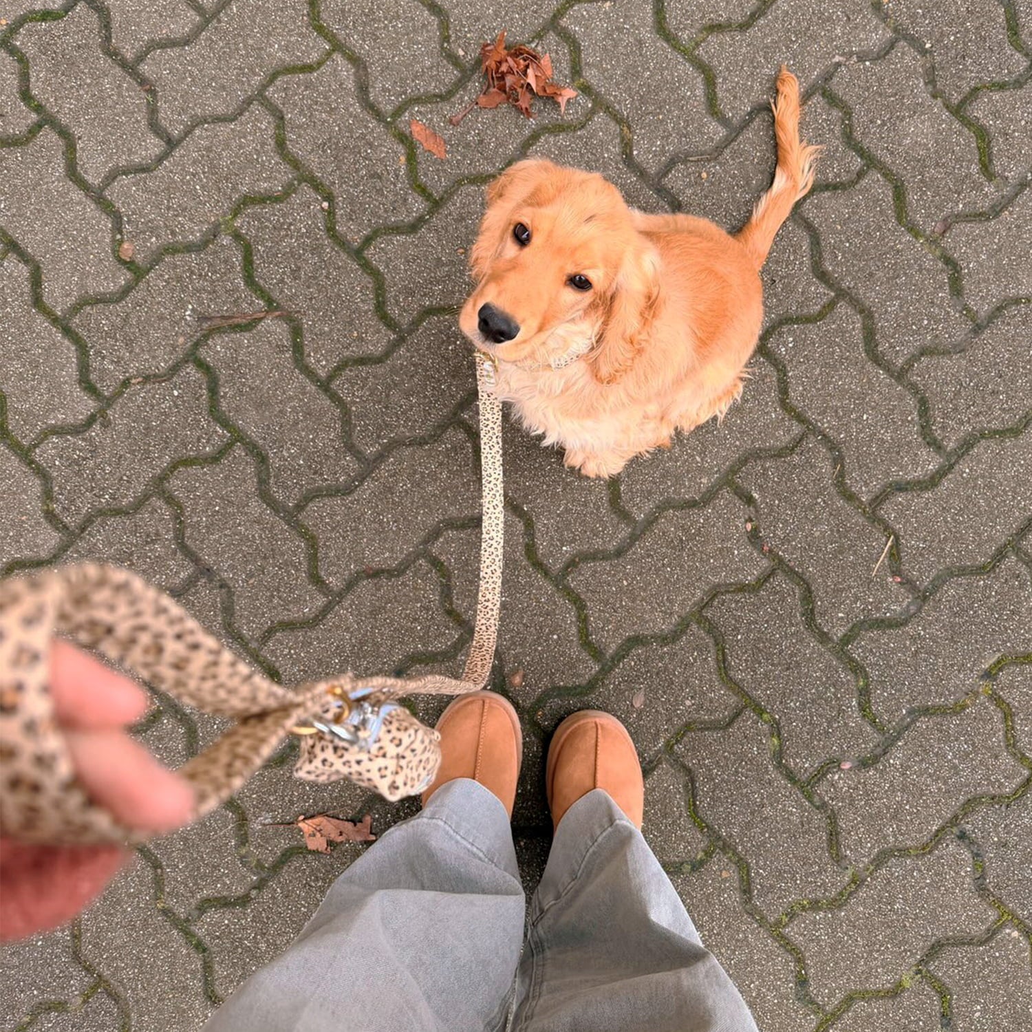Cocker portant le kit collier Leopaw au motif léopard. Sa maitresse tient la laisse et la pochette sacs à crottes, léopard aussi