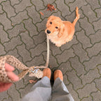 Cocker portant le kit collier Leopaw au motif léopard. Sa maitresse tient la laisse et la pochette sacs à crottes, léopard aussi