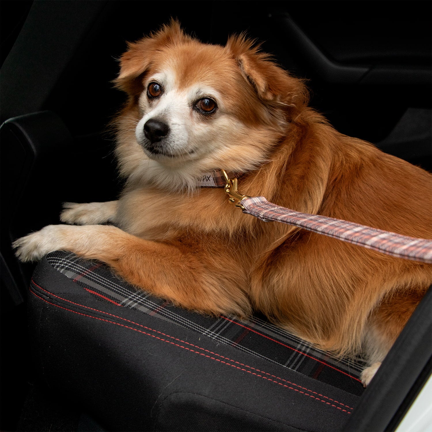 Chien type spitz portant le collier et la laisse Scotty allongé à l'arrière d'une voiture. Le collier et la laisse pour chien ont un motif tartan automnale. 