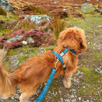 Harnais et laisse Nessie sur un petit chien roux dans les Highland Ecossais. Le design reprend le tartan traditionnel vert que l'on retrouve en écosse