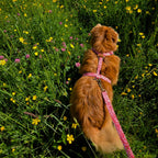 Vue du dessus d'un petit chien roux aux poils long portant le harnais en Y Cherry de Pawpix et la laisse Cherry de Pawpix. Le harnais et la laisse, présentes un motif rouge et blanc wavy. 