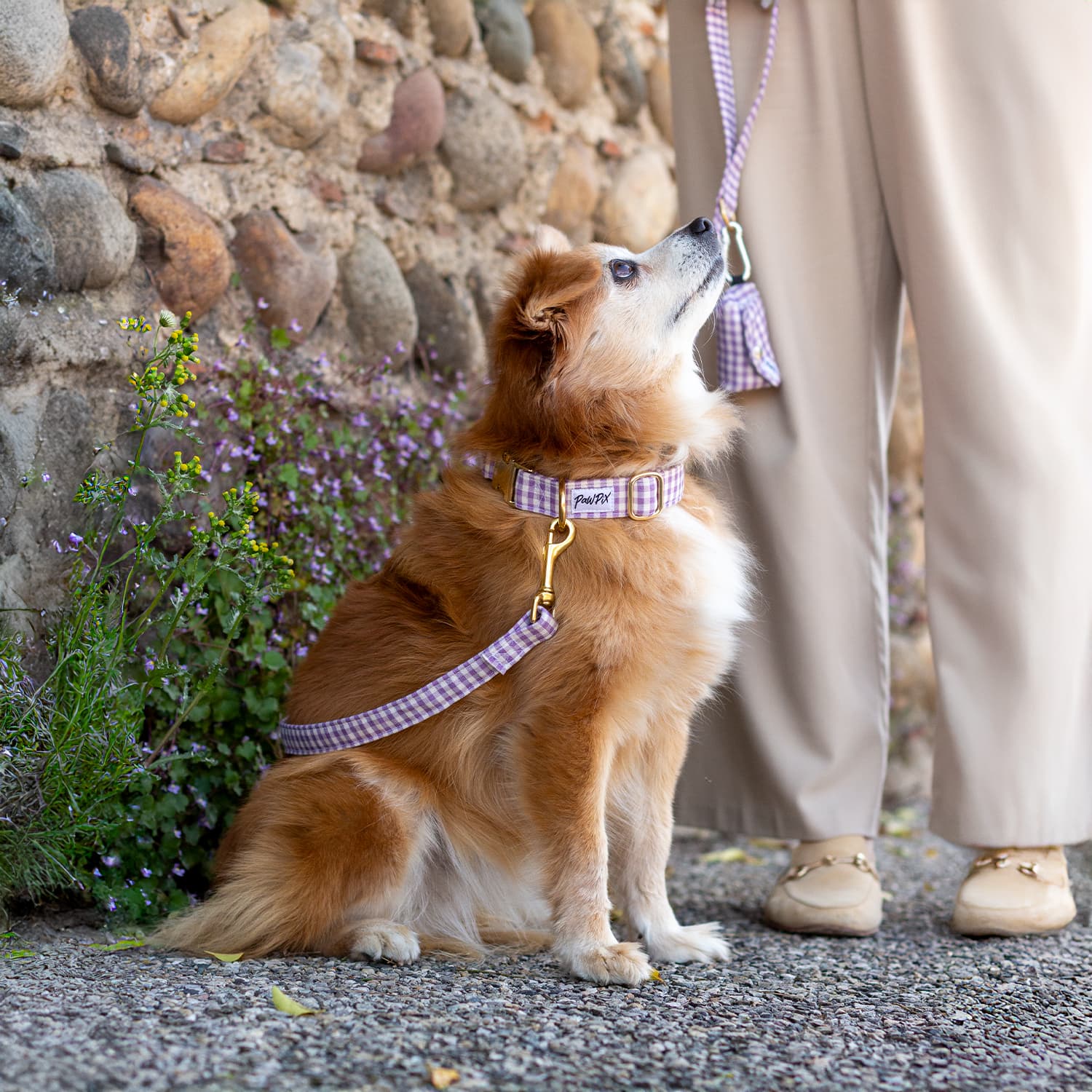 Kit Collier Cigalou pour chien comprennant un collier, une laisse et une pochette sacs à crottes au motif vichy violet clair