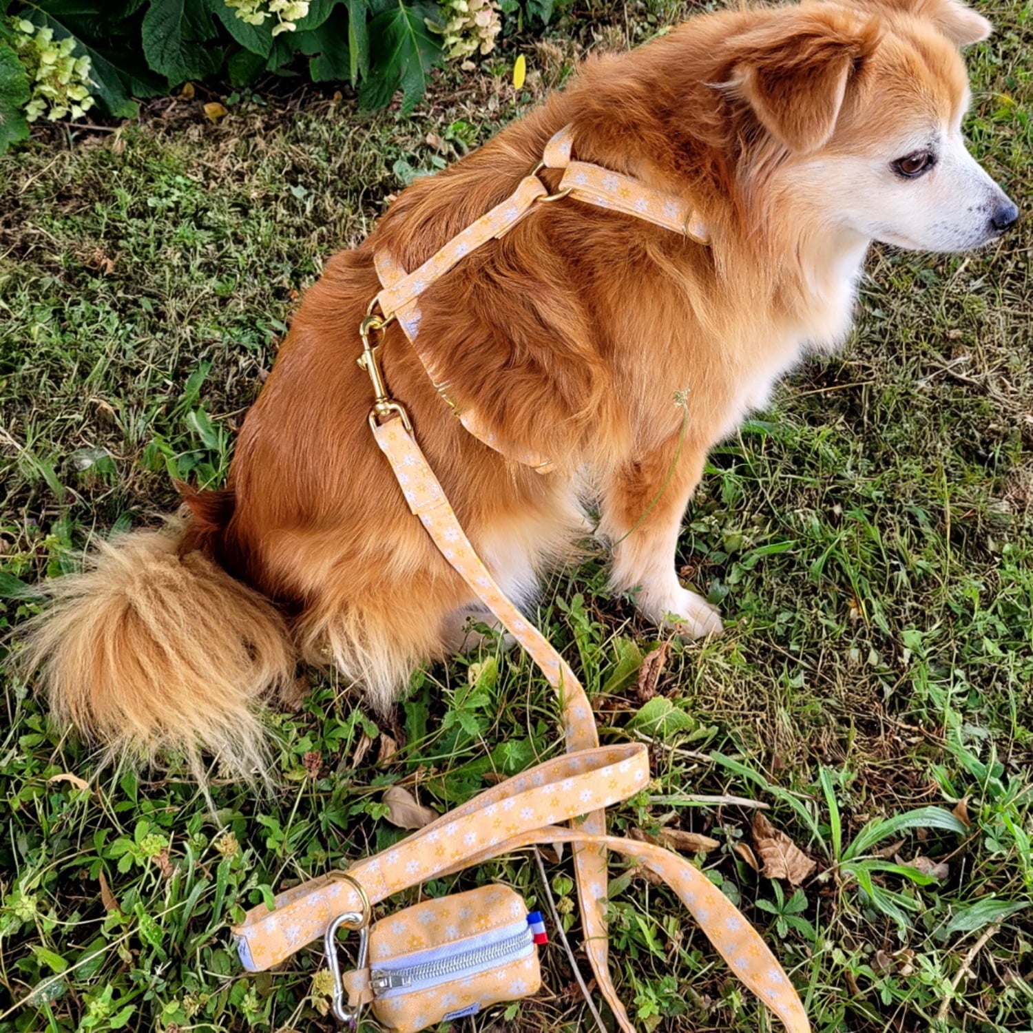 Kit harnais pour chien Peachy Daisies de PawPix et son motif fleurs blanches et jaunes sur fond couleur pêche. Le harnais comprends un harnais en H, une laisse et une pochette sacs à crottes. L'ensemble de balade est porté par un petit chien type Spitz