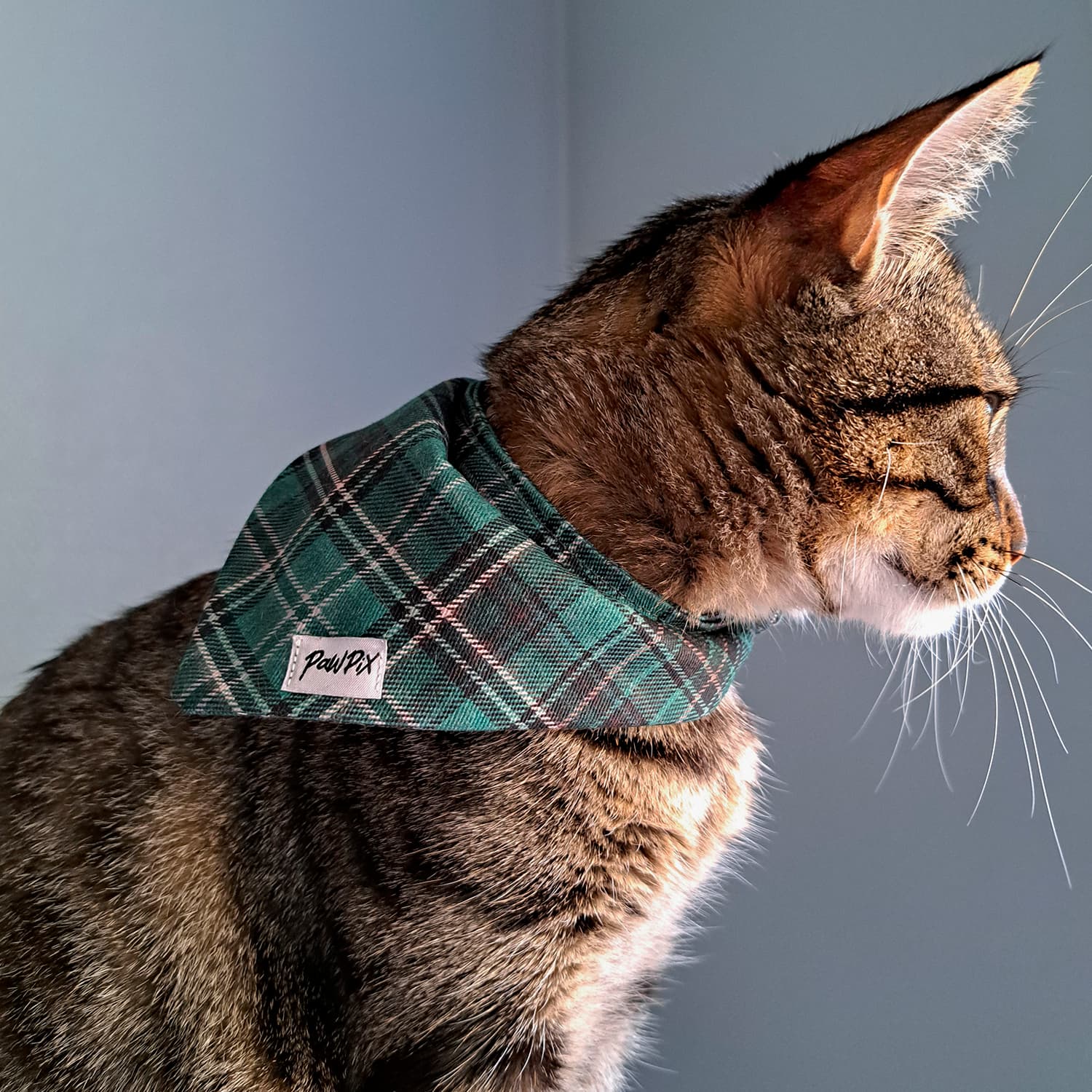 Petit chat tigré portant le bandana Nessie en tartan écossais vert