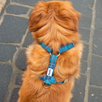 Harnais nessie sur un petit chien roux dans une rue. Le motif est un tartan carreaux vert