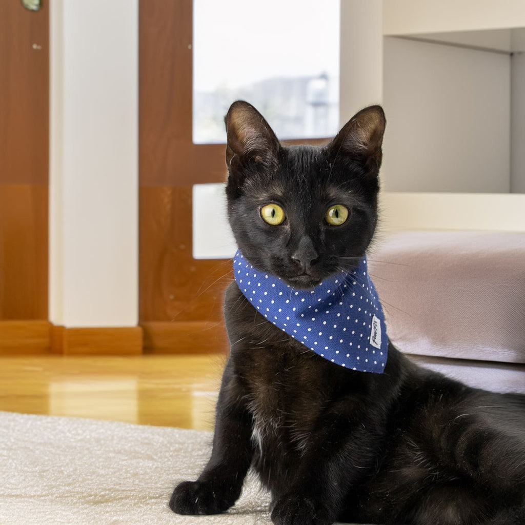 Chaton noir avec le bandana Polaris autour du coup. Design bleu marine avec des pois blancs