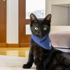 Chaton noir avec le bandana Polaris autour du coup. Design bleu marine avec des pois blancs