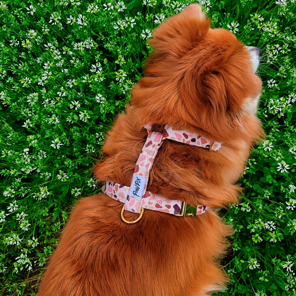Harnais Pawpino couleur mosaïque  terrazzo rose/marron portée par un petit chien dans un champs 