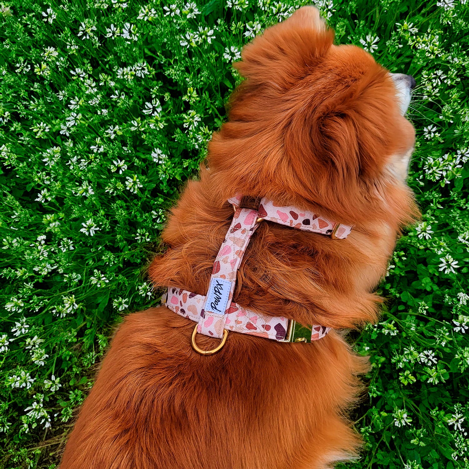 Harnais Pawpino couleur mosaïque  terrazzo rose/marron portée par un petit chien dans un champs 