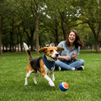 Bandana Polaris pour chien motif bleu marine avec des pois blanc porté par un beagle