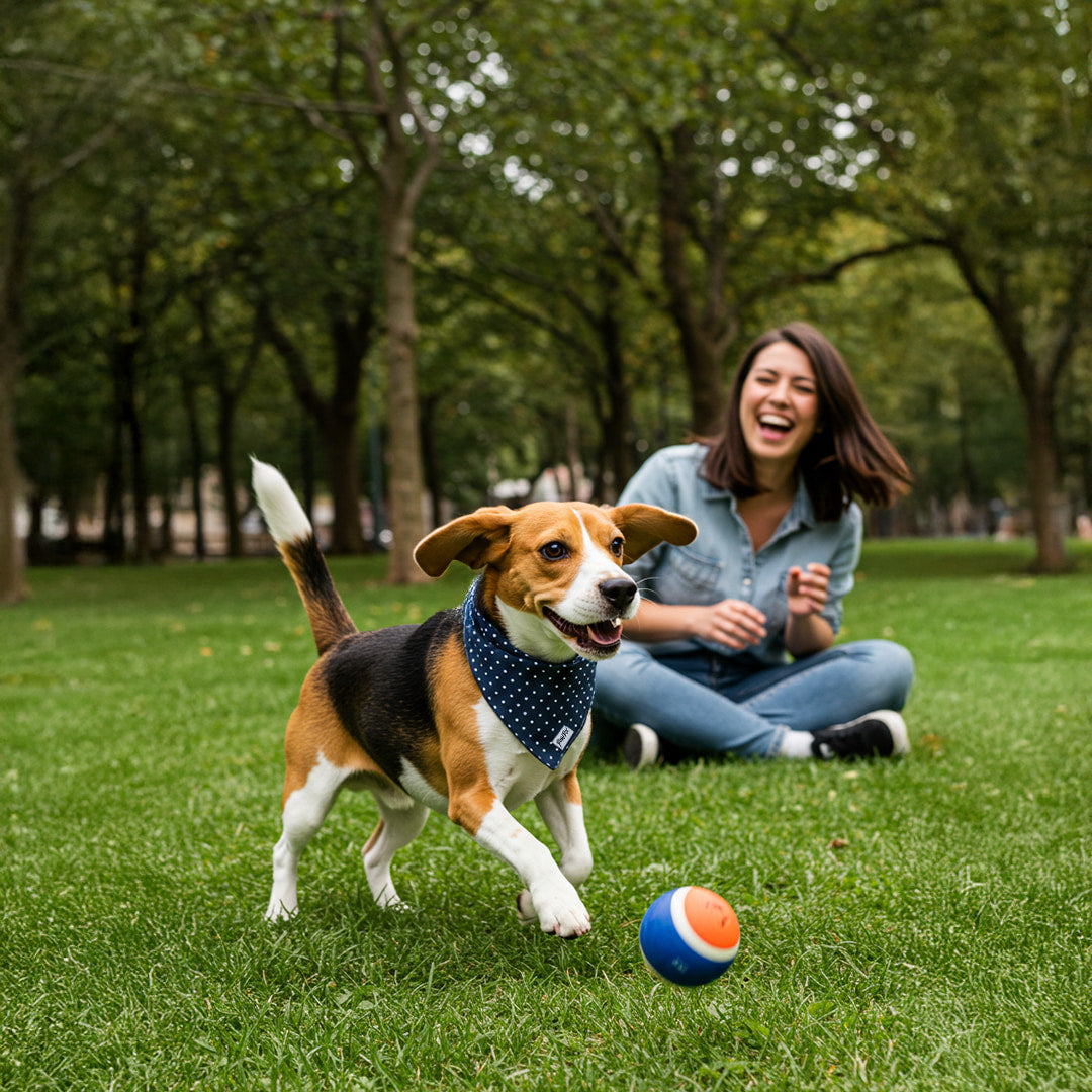 Bandana Polaris pour chien motif bleu marine avec des pois blanc porté par un beagle