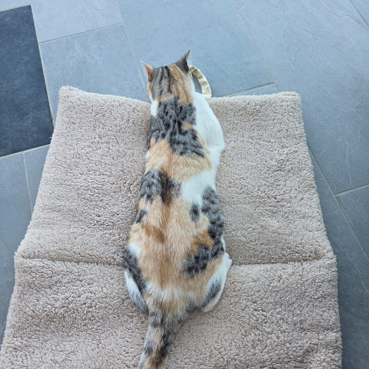 Tapis de voyage Cuddles de Pawpix, avec un petit chat allongé sur le tapis. L'intérieur est en sherpa