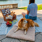 Chien allongé sur le tapis de voyage Cuddles de Pawpix pour chiens et chats. Le tapis est posé sur le sol à coté d'une nappe de pique nique