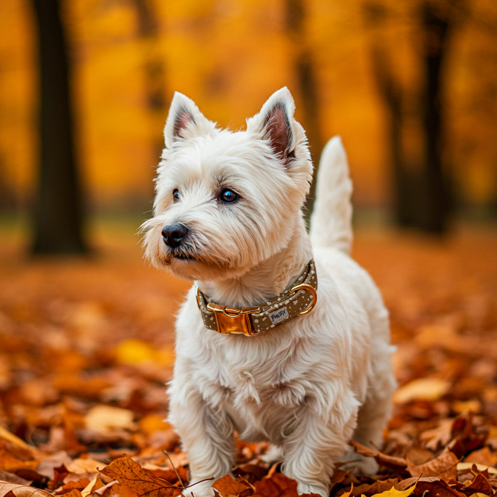 Chien Westie blanc portant le collier pour chien Freckles Pawpix. Motif marron tacheté blanc avec boucles couleur or. Le chien se tient debout sur un chemin de foret en automne