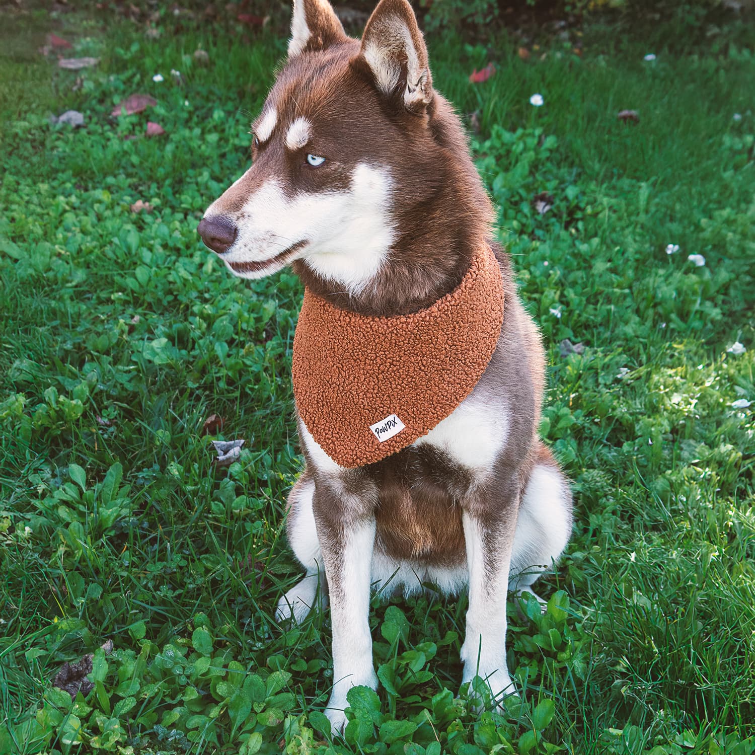 Chien marron et blanc portant le bandana en sherpa Teddy Taille L