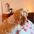 Coker Anglais portant le collier et le bandana My Valentine Pawpix, avec son motif coeurs rouges sur fond beige. 