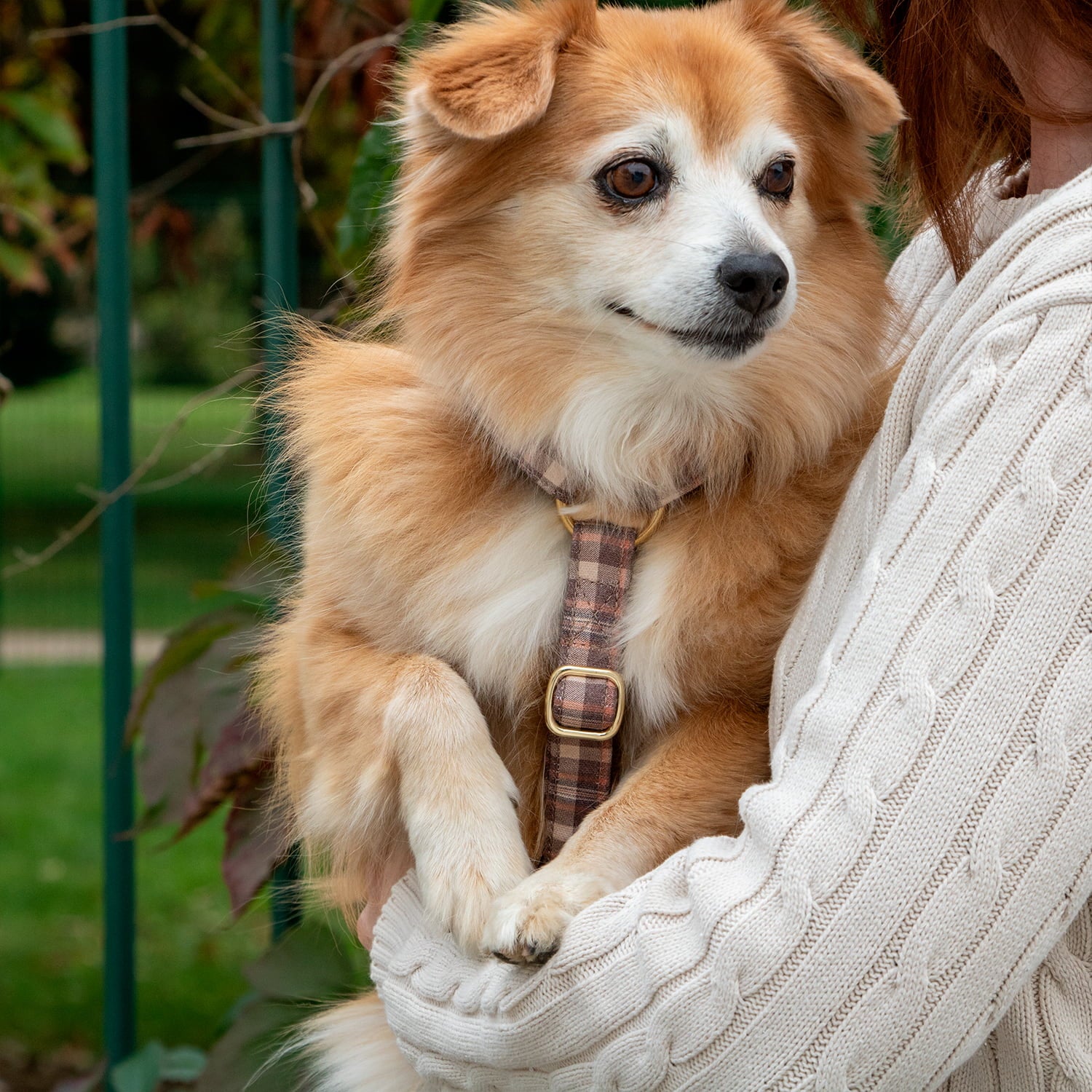 Harnais en Y pour chien Scotty sur un petit chien type spitz. Motif tartan marron/orange ambiance automnale. Le chien se trouve dans les bras d'une femme