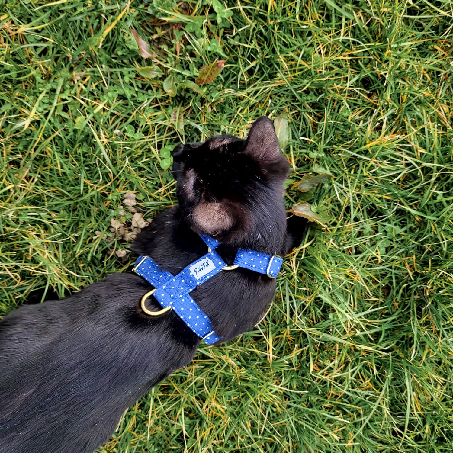 Harnais pour chat Polaris porté par un petit chat noir. Le harnais est bleu marine avec des pois blanc