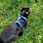 Petit chat noir portant le harnais Polaris dans l'herbe